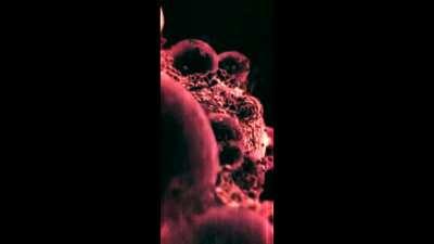 Red Metroid Prime Live Wallpaper