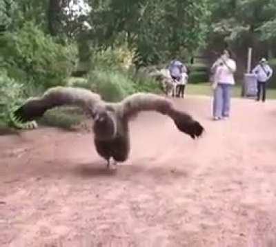 Andean Condor Vulture. Wingspan can be up to 3.2 meters. (but they're becoming extinct)