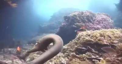 🔥 Octopus rides moray eel to avoid its deadly jaws