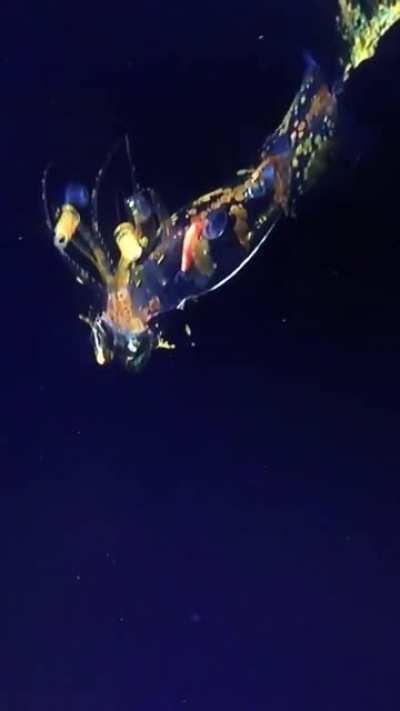 Scientists encountered the alien-like Planctoteuthis squid on a deep ROV dive yesterday