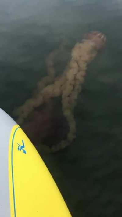 I hate this with a passion