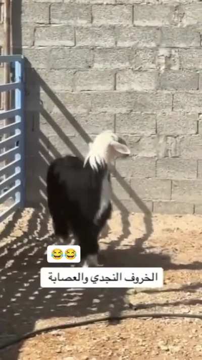 When you’re built different 