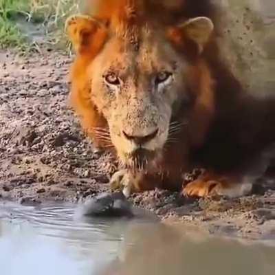 Tortoise: You're forbidden from dring water here