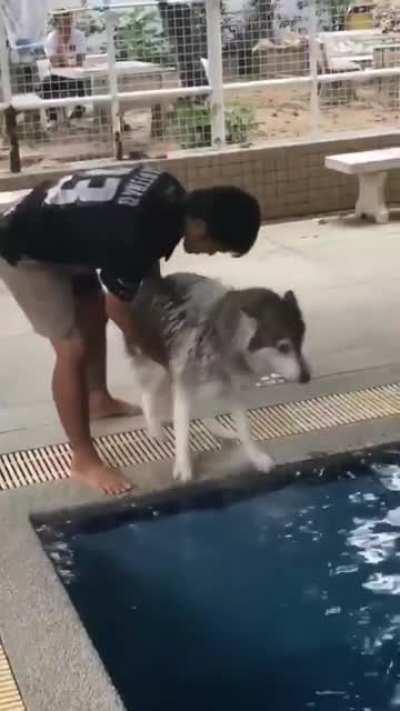 Scared Doggo takes his first dip when puppers show him how it's done