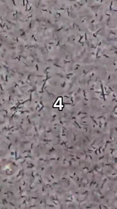 A Drop of Whiskey vs Bacteria