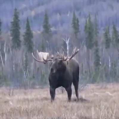 A muscular moose