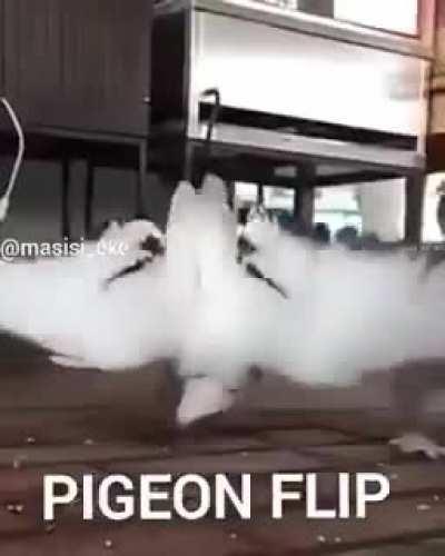 PiGeOn FlIp