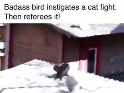 Bird: whoever wins gets to eat me