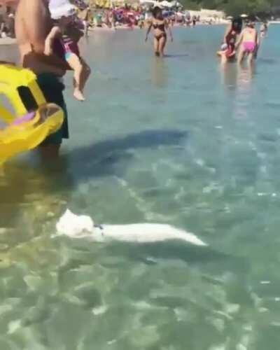 Kitty Swimming Pretty