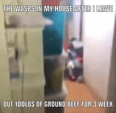 I invented wasps that eat BEEF (solved climate change)