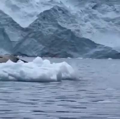 Leopard Seal relaxing on ice