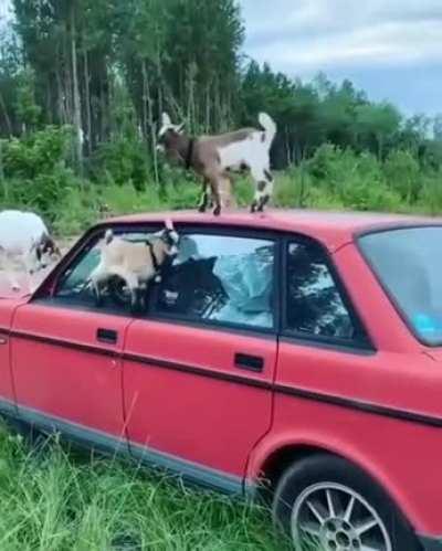 Friends watch your new car