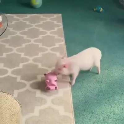 Warning: Pig on pig violence