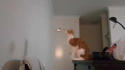 His one braincell finally failed him