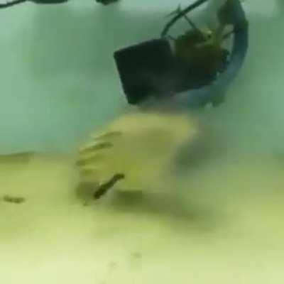 Fish who eats everything thrown at it