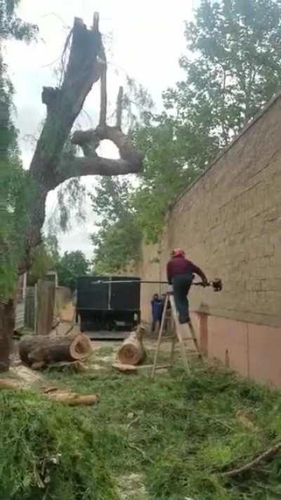 HMFT after a Tree gets revenge.