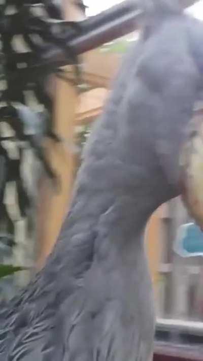 A shoebill stork performing its mating call, where he clack its upper and lower bill together rapidly, sounding like gunshots