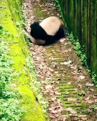 More Reasons why Pandas were once endangered species