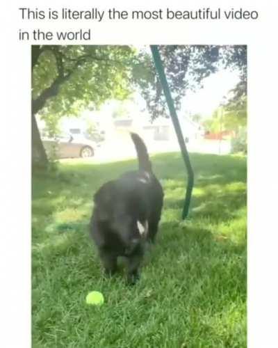 Hey! Butterflies, Can we be Friends?