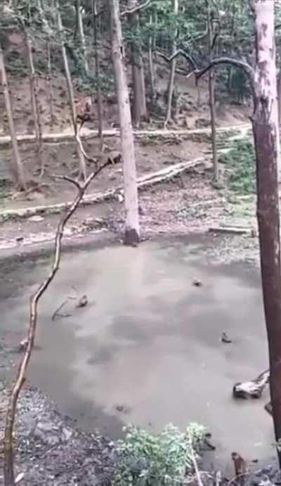 Macacos fazendo competição de mergulho