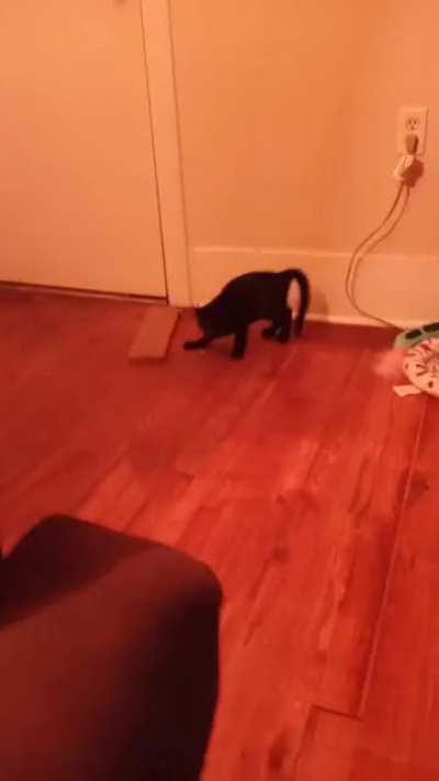 Someone in r/blackcats said u all might enjoy it!