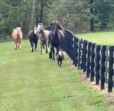 Chubbs started a mini stampede but was able to stay out in front of it