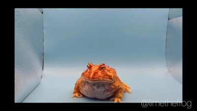 Mr. Lemon breaking it down