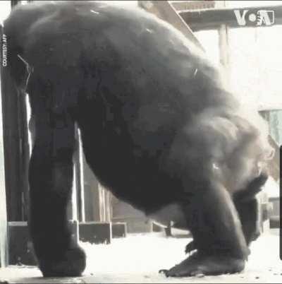 Do non human primates have serial killers? Because I think this is how you get non human primate serial killers.