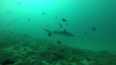 My fist time among sharks (Rasdhoo, Maldives)