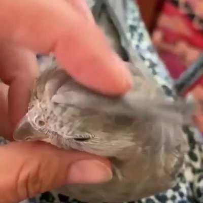 Ok, so you do the scritch and I bite you. You don't do the scritch, and I bite you. Its very easy to understand, I am dinosaur