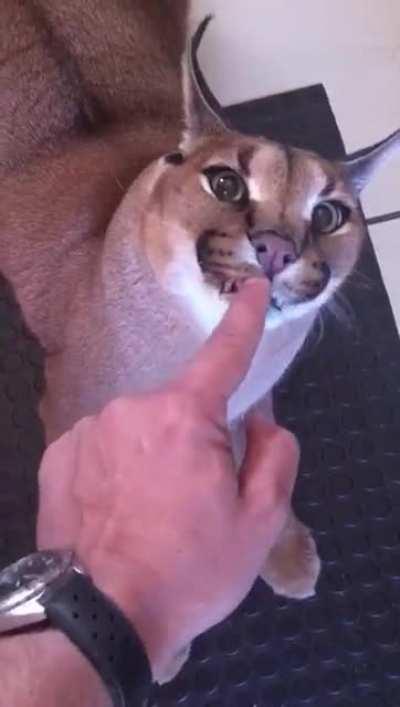 BECAUSE HE IS BIG FLOPPA