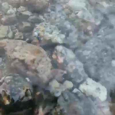 Sodalite is a type of rock that reacts with UV light. When exposed to it, the rock turns to a golden, lava-like color.