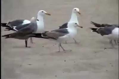 Dumb teenagers feed seagulls laxatives