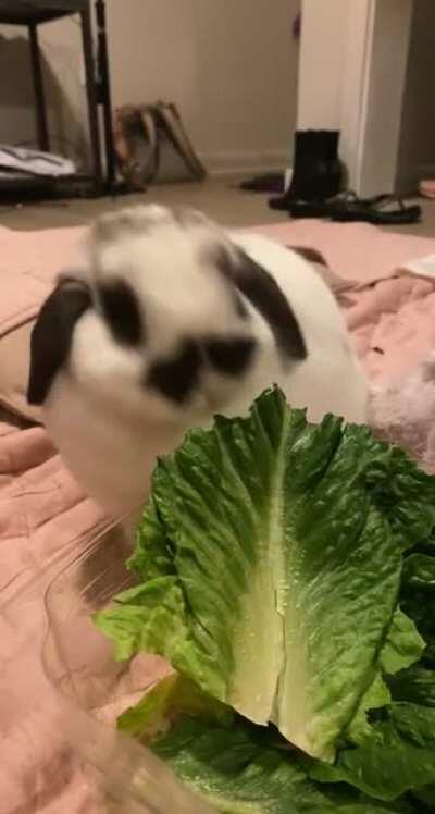 Just a bun enjoying her lettuce(˶‾᷄ ⁻̫ ‾᷅˵)