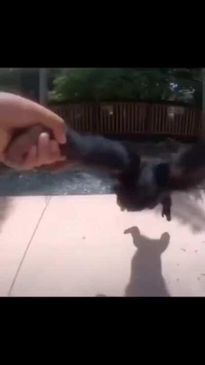 Quien me vende un mono? 🥺