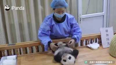 A panda a day keeps the sorrow away