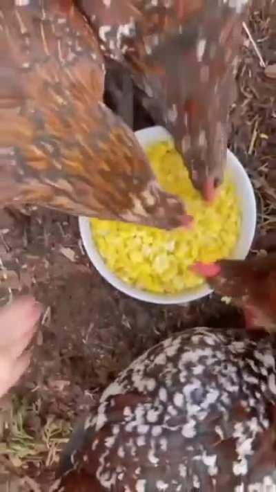 Ayy yo what the fuck?