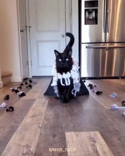 This is why you don't give me videos of cats literally on a catwalk and the mp3 of When the Moon's Reaching Stars.