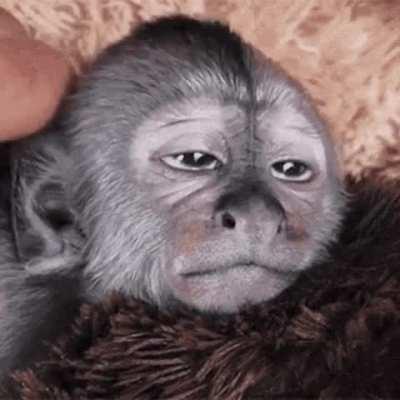 Baby monkey gets rubbed right on the spot.