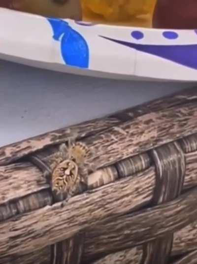 Jumping spider catches thier next meal