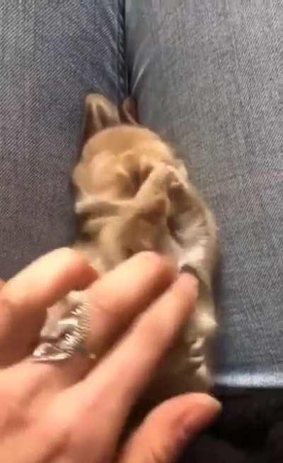 Baby bunny