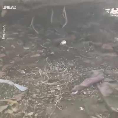 Finding a nest of rattlesnakes on your property