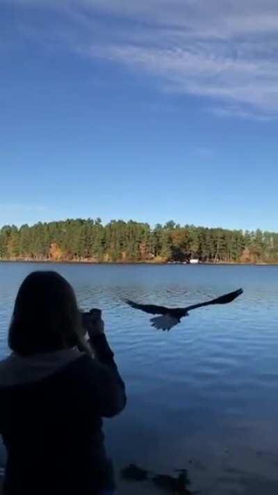🔥 Bald Eagle being released back into the wild