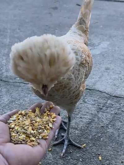 My little yardbird Pola