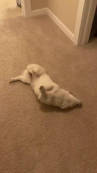 Post-bath wriggles and zooms