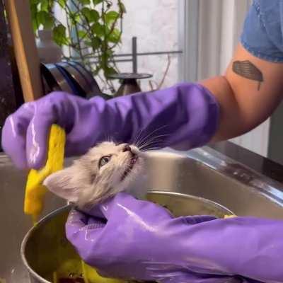 Getting marinated is my life now