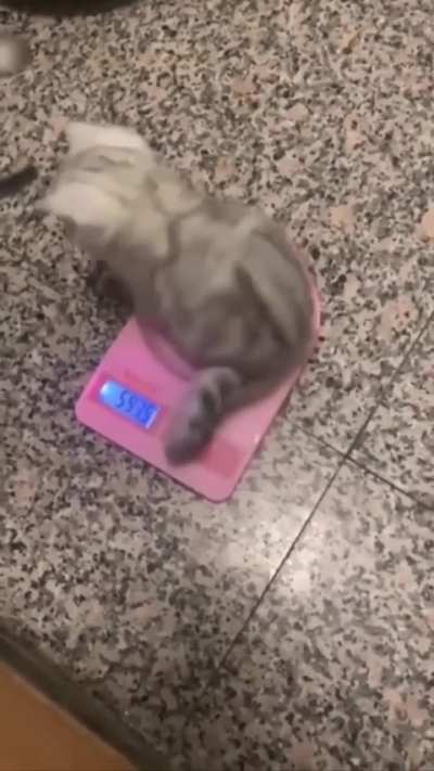 I weighed Michael every day for a week, now he's getting on the scale himself