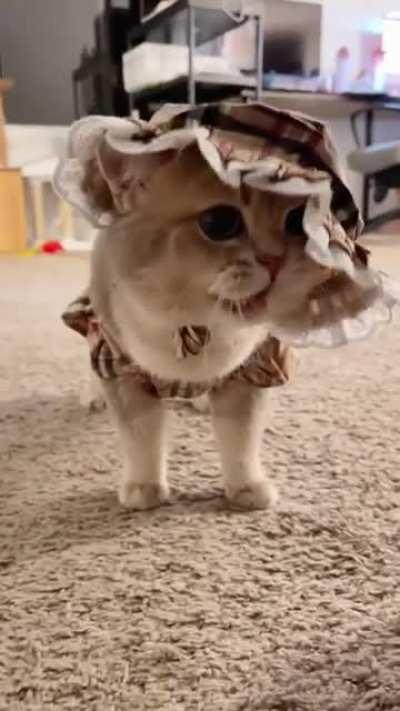 Would you join Cash for a cup of tea? Haha Cute Cat 😍😻😻😻