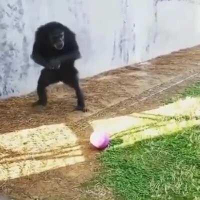 Watch this monkey really kick the hell out of that ball