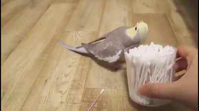 Found I've a lot of birds meme accumulated in my phone, so I decided to share them, here's the first one -Mozart cockatiel